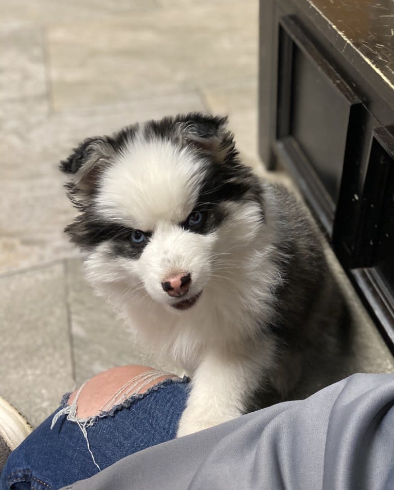 Yogi, a Pomsky tested with EmbarkVet.com