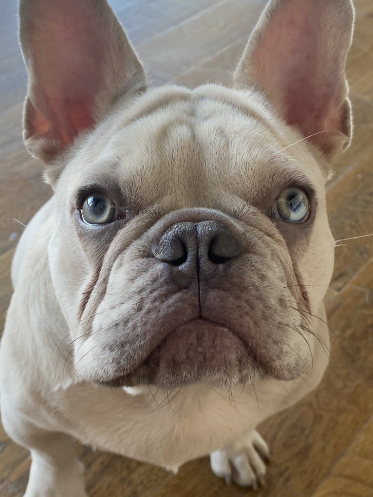 Soho, a French Bulldog tested with EmbarkVet.com