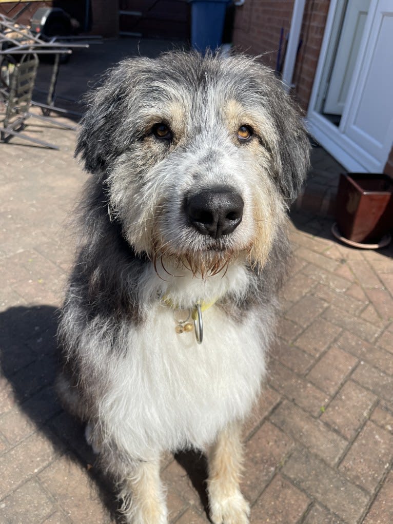 Bilbo, an Eastern European Village Dog tested with EmbarkVet.com