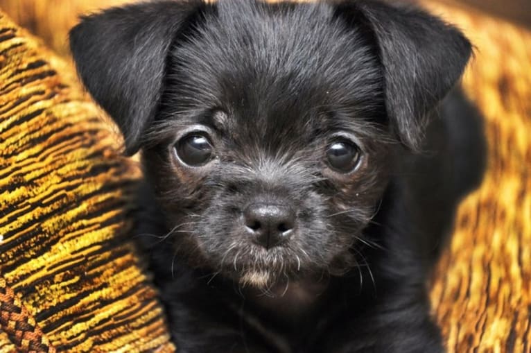 Tooter Bean, a Chihuahua and Poodle (Small) mix tested with EmbarkVet.com