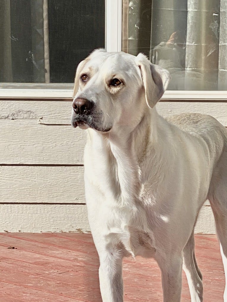 Beau, a Great Pyrenees and Golden Retriever mix tested with EmbarkVet.com