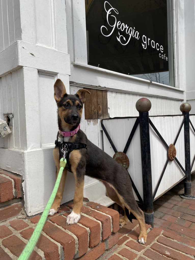 Lola, a German Shepherd Dog and American Pit Bull Terrier mix tested with EmbarkVet.com