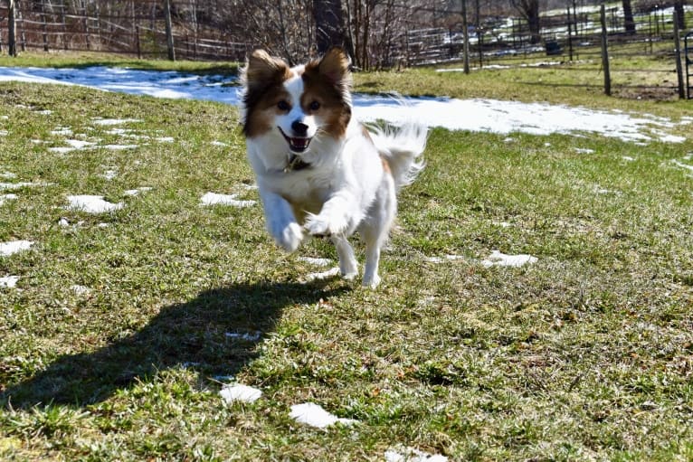 Cooper, an Australian Cattle Dog and Shih Tzu mix tested with EmbarkVet.com