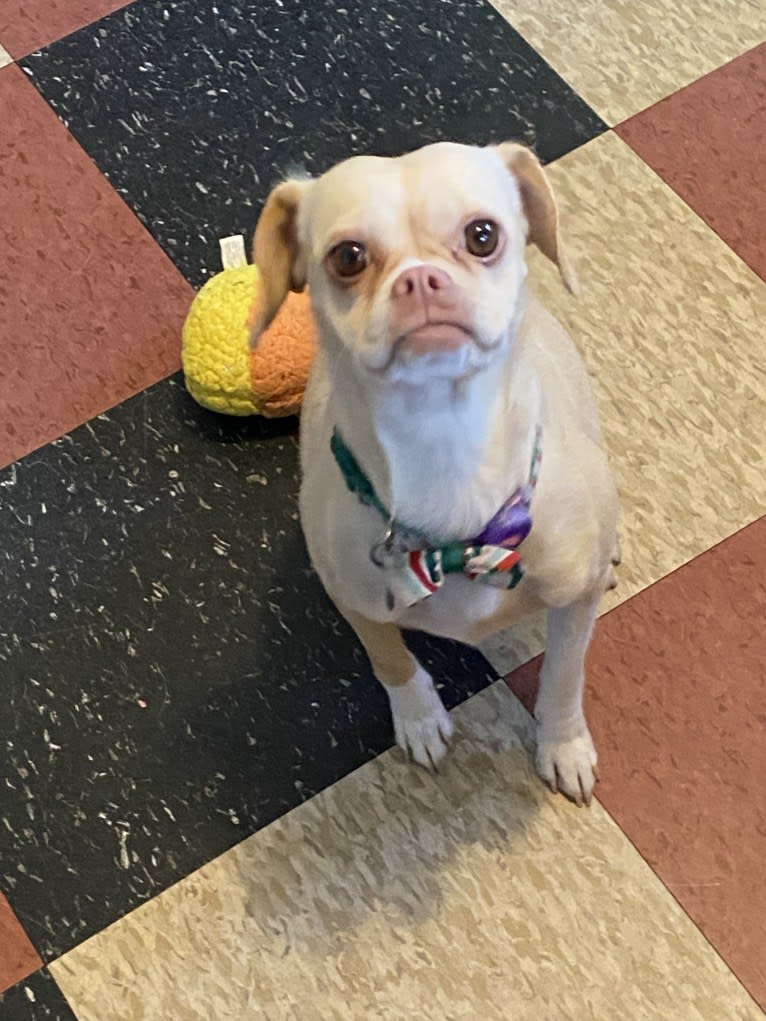 Sadie, a Chihuahua and Pug mix tested with EmbarkVet.com