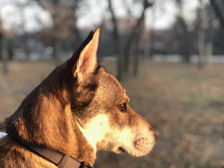 Kaeko, a Siberian Husky and Chow Chow mix tested with EmbarkVet.com