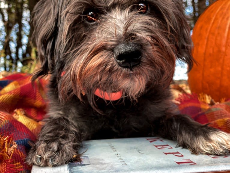 Poppy, a Miniature Schnauzer tested with EmbarkVet.com