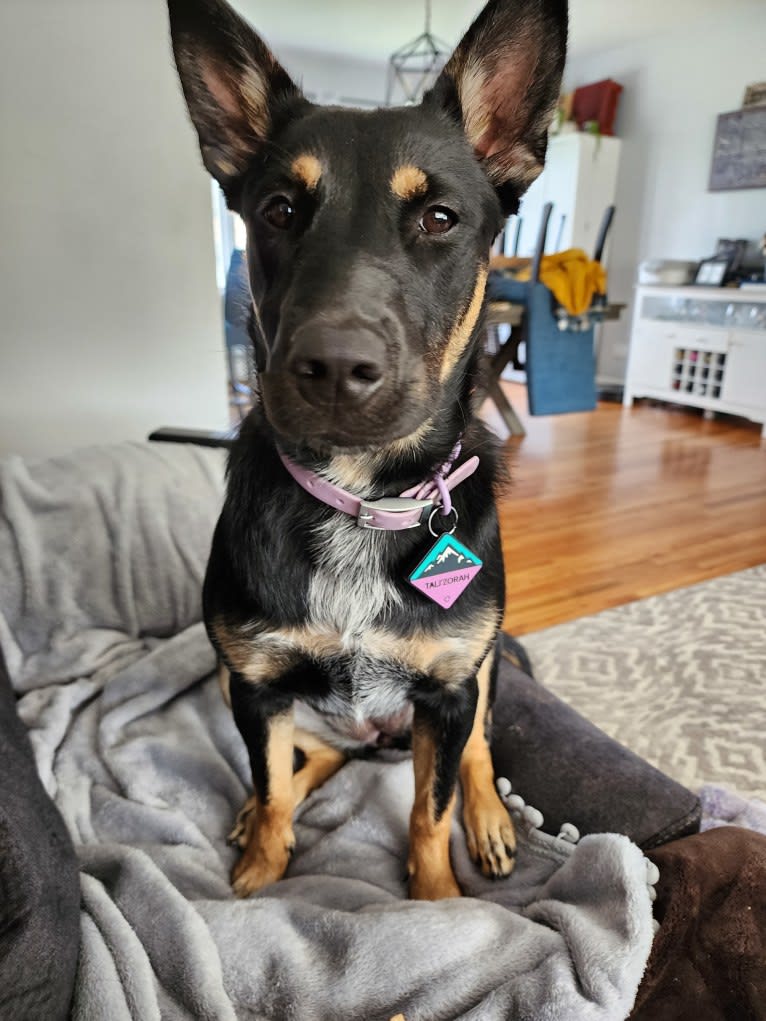 Tali'Zorah, an Australian Cattle Dog and Siberian Husky mix tested with EmbarkVet.com