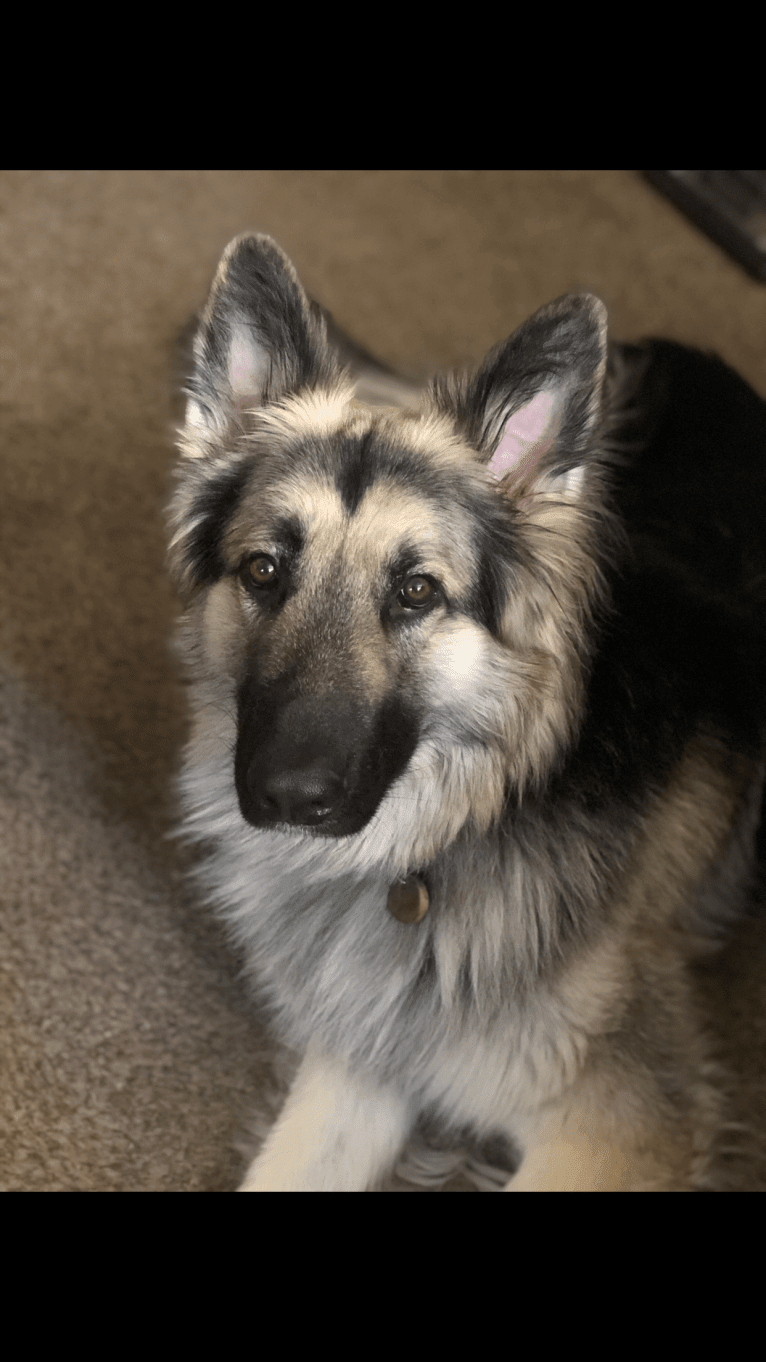 Pike’s Luther Beasley v. Zion, a Shiloh Shepherd tested with EmbarkVet.com