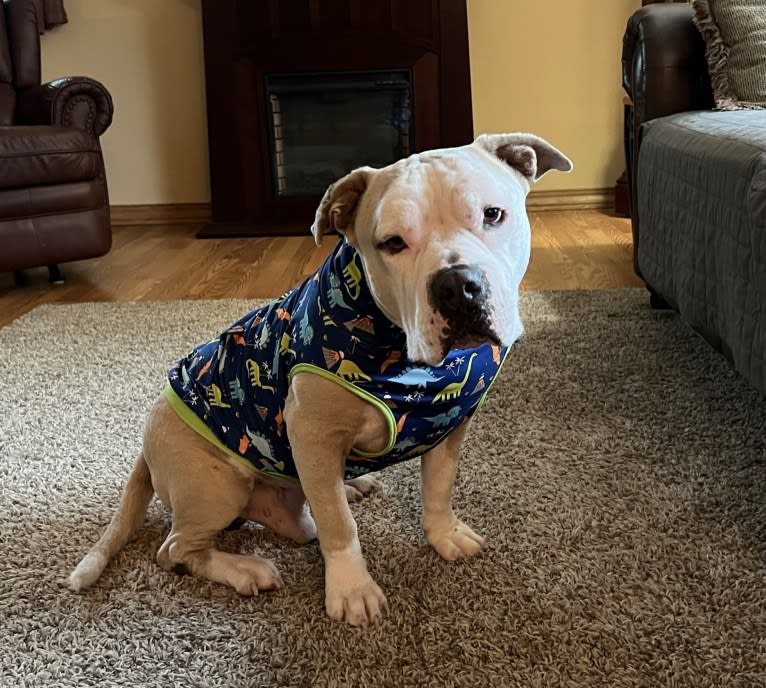 Rambo, an American Bully tested with EmbarkVet.com