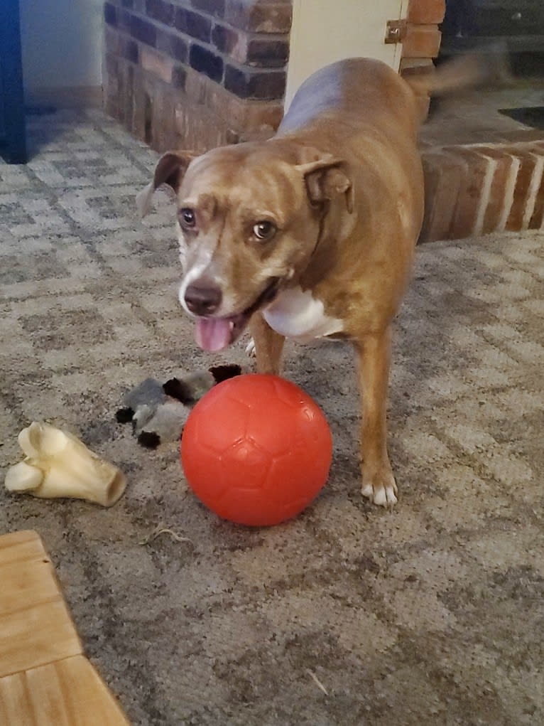 Buttercup, an American Pit Bull Terrier and Labrador Retriever mix tested with EmbarkVet.com