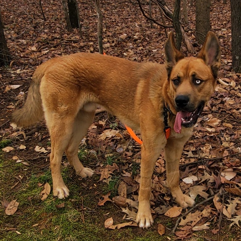 Canyon, a Siberian Husky and Saint Bernard mix tested with EmbarkVet.com