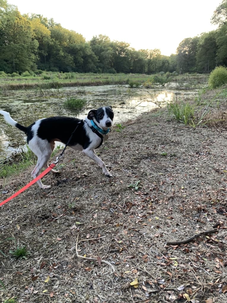 Badger, a Miniature Schnauzer and Chihuahua mix tested with EmbarkVet.com