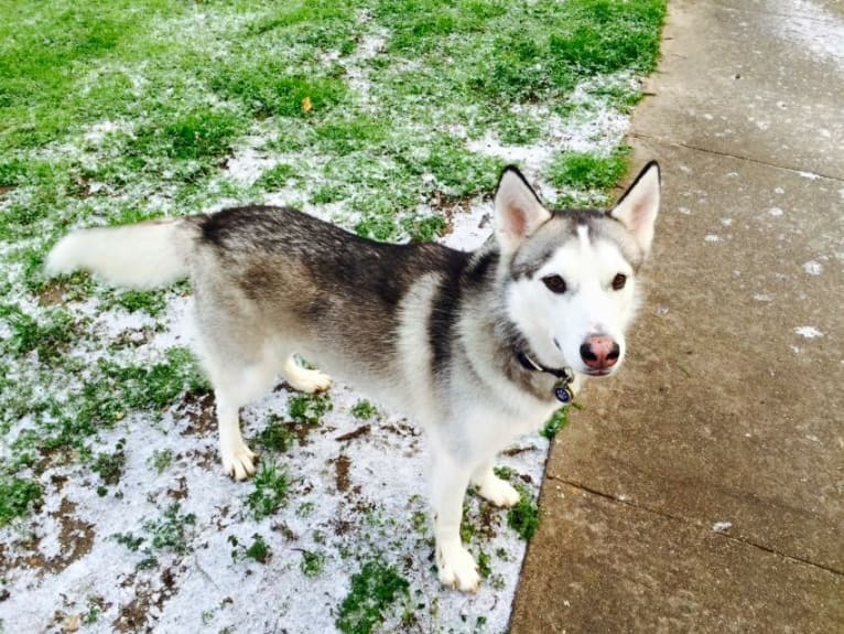 Chamo, a Siberian Husky and Alaskan Malamute mix tested with EmbarkVet.com