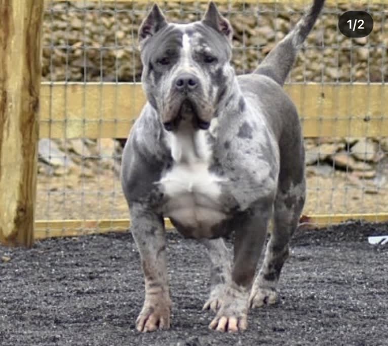 Peeka, an American Bully tested with EmbarkVet.com