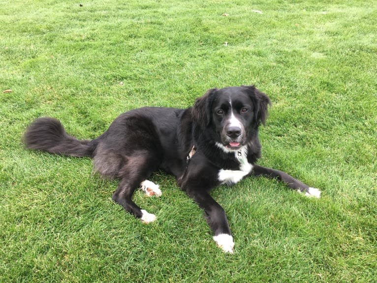 Izzy, a Saint Bernard and Labrador Retriever mix tested with EmbarkVet.com