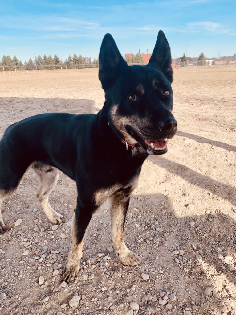 Rome, a Siberian Husky and Labrador Retriever mix tested with EmbarkVet.com