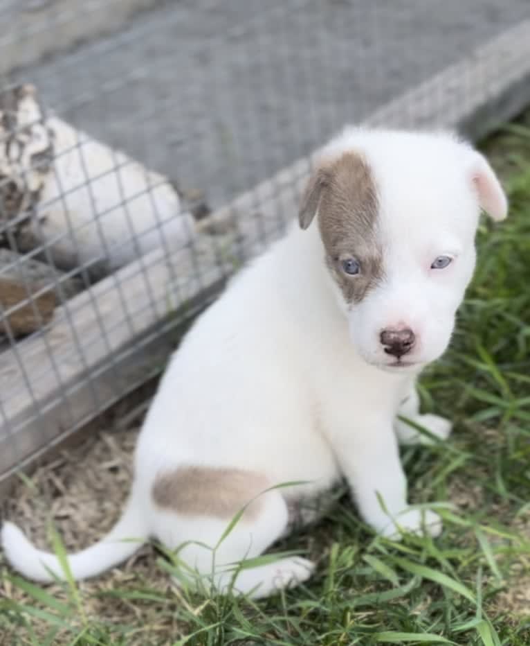 Mance, an American Pit Bull Terrier and German Shepherd Dog mix tested with EmbarkVet.com