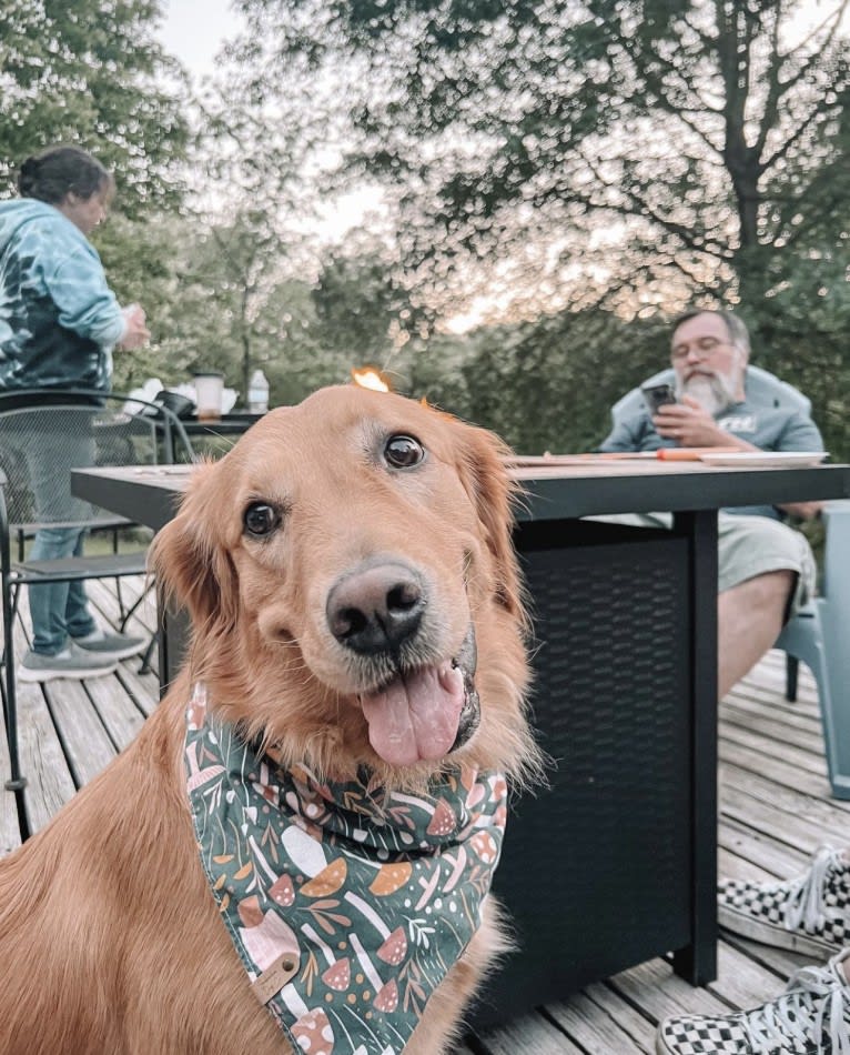 Marley, a Golden Retriever tested with EmbarkVet.com