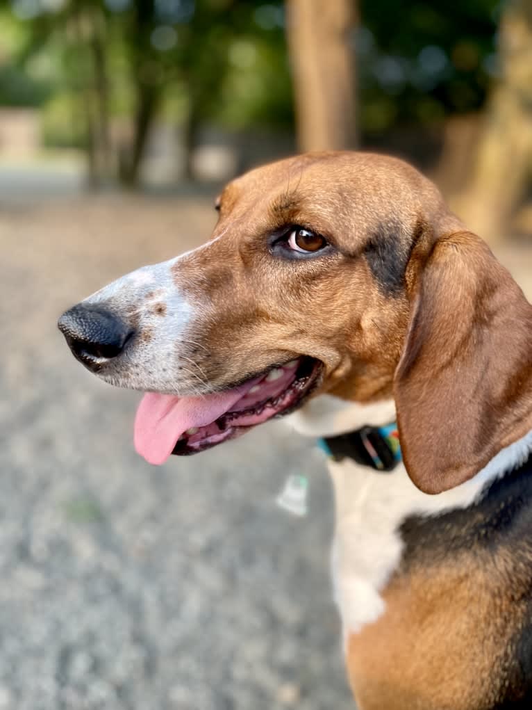 Roxy, a Treeing Walker Coonhound tested with EmbarkVet.com