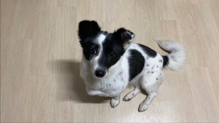 Merry, a Japanese or Korean Village Dog tested with EmbarkVet.com