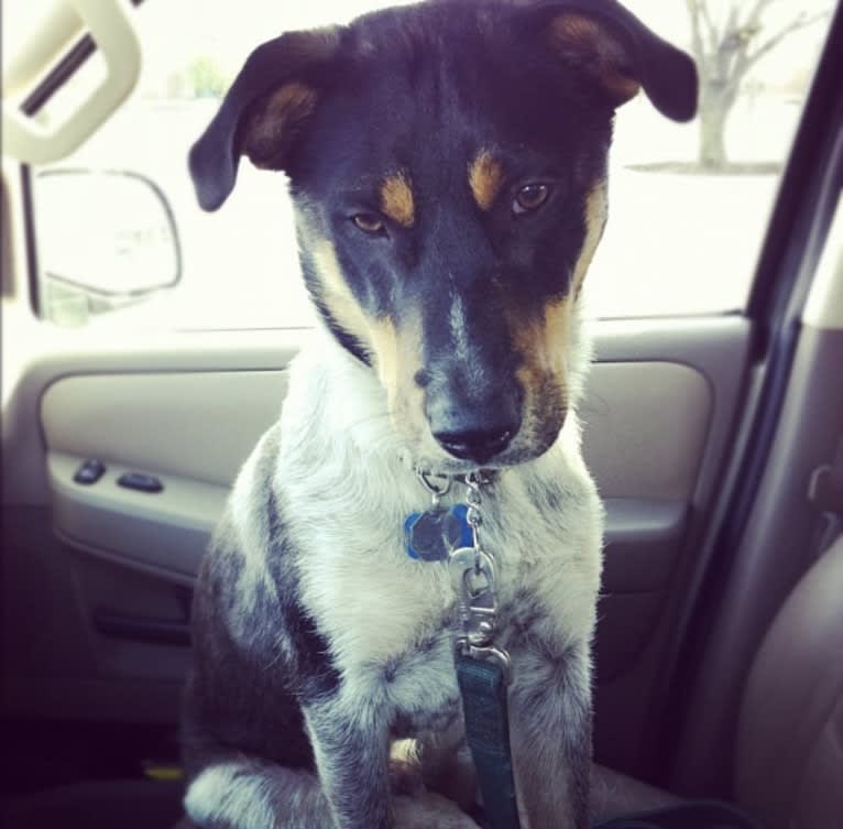 Aspen, an Australian Cattle Dog and Chow Chow mix tested with EmbarkVet.com