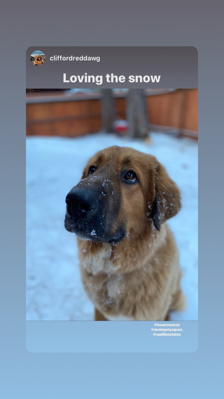 Clifford, an East Asian Village Dog and Caucasian Ovcharka mix tested with EmbarkVet.com