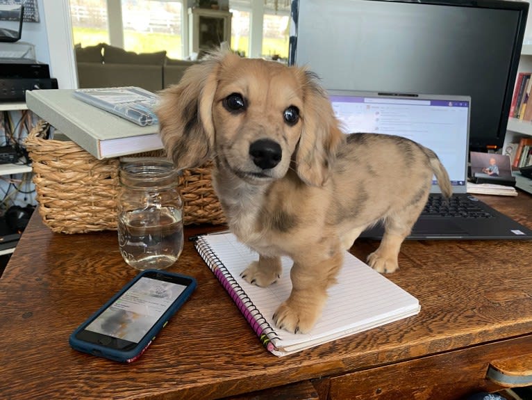 Diddy, a Dachshund tested with EmbarkVet.com