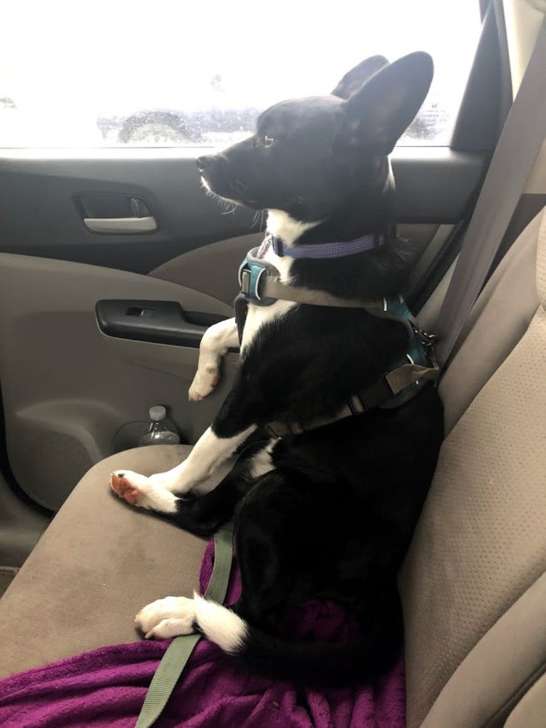 Newt, an Australian Cattle Dog and Border Collie mix tested with EmbarkVet.com