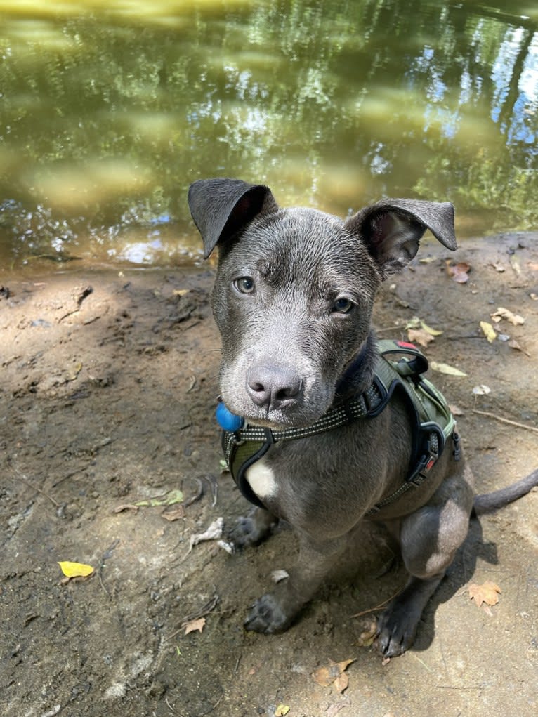 Oliver, an American Pit Bull Terrier tested with EmbarkVet.com