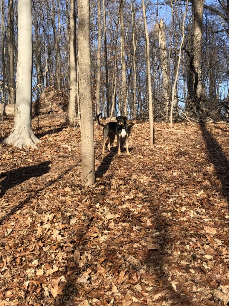 Buddy Lopez-Hahn, a Treeing Walker Coonhound and Redbone Coonhound mix tested with EmbarkVet.com