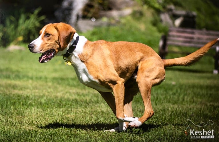 George Washington, an American Foxhound tested with EmbarkVet.com