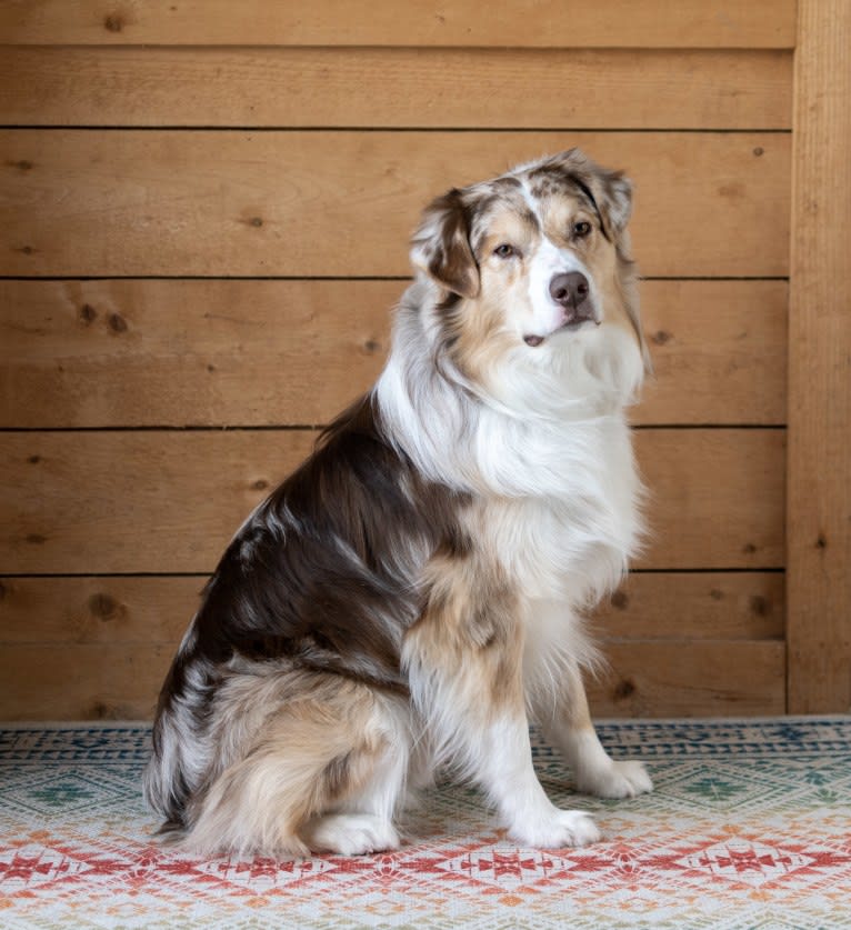 Neville, an Australian Shepherd tested with EmbarkVet.com