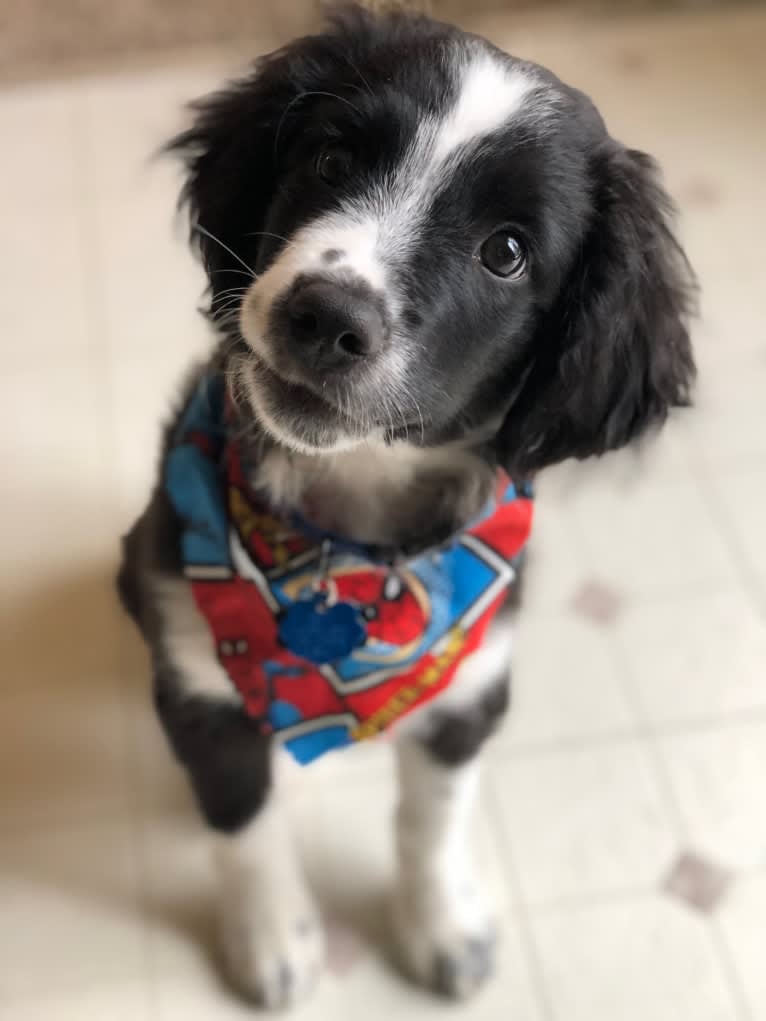 Pepé le Pew, a Miniature/MAS-type Australian Shepherd and English Springer Spaniel mix tested with EmbarkVet.com