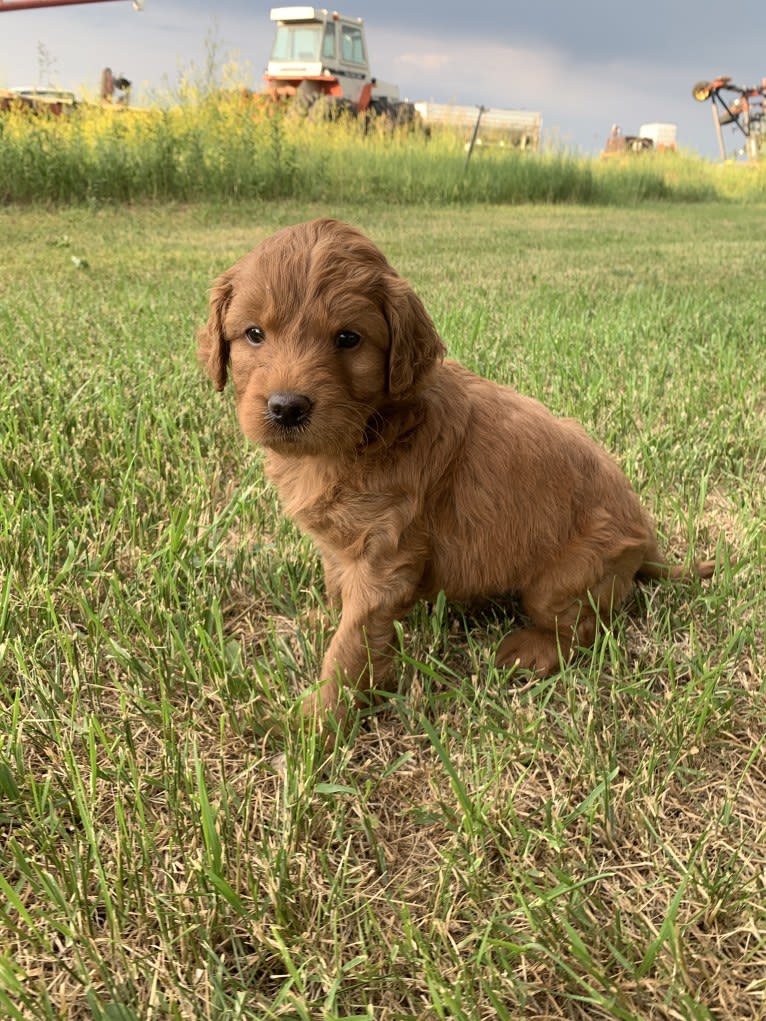 Gray Collar, a Goldendoodle tested with EmbarkVet.com