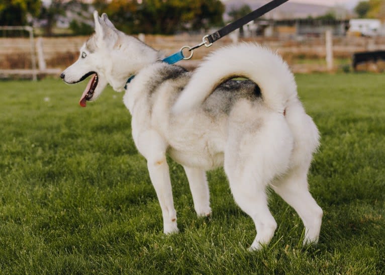 Witkamp’s Skye, a Siberian Husky tested with EmbarkVet.com