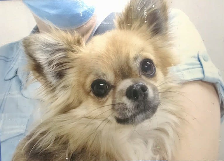 Zouky / Whisky, a Chihuahua tested with EmbarkVet.com