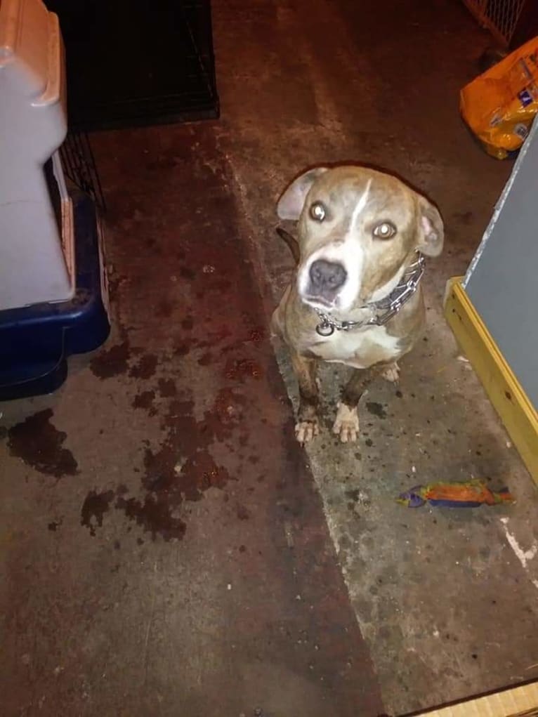Blue Ivy, a Staffordshire Terrier tested with EmbarkVet.com