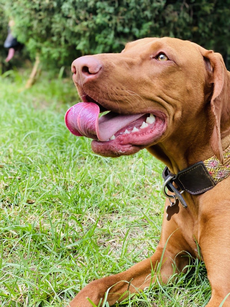 Bailey, a Vizsla tested with EmbarkVet.com