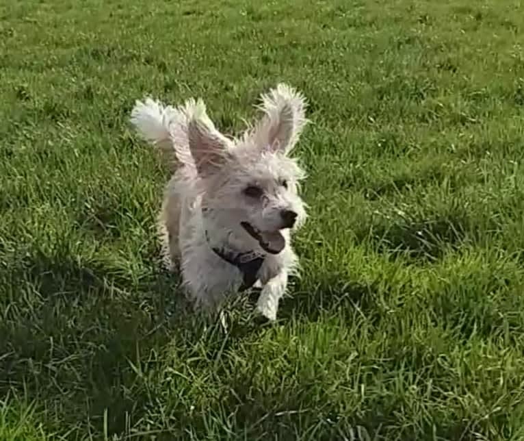 Scruffy Murphy, a Russell-type Terrier and Bichon Frise mix tested with EmbarkVet.com