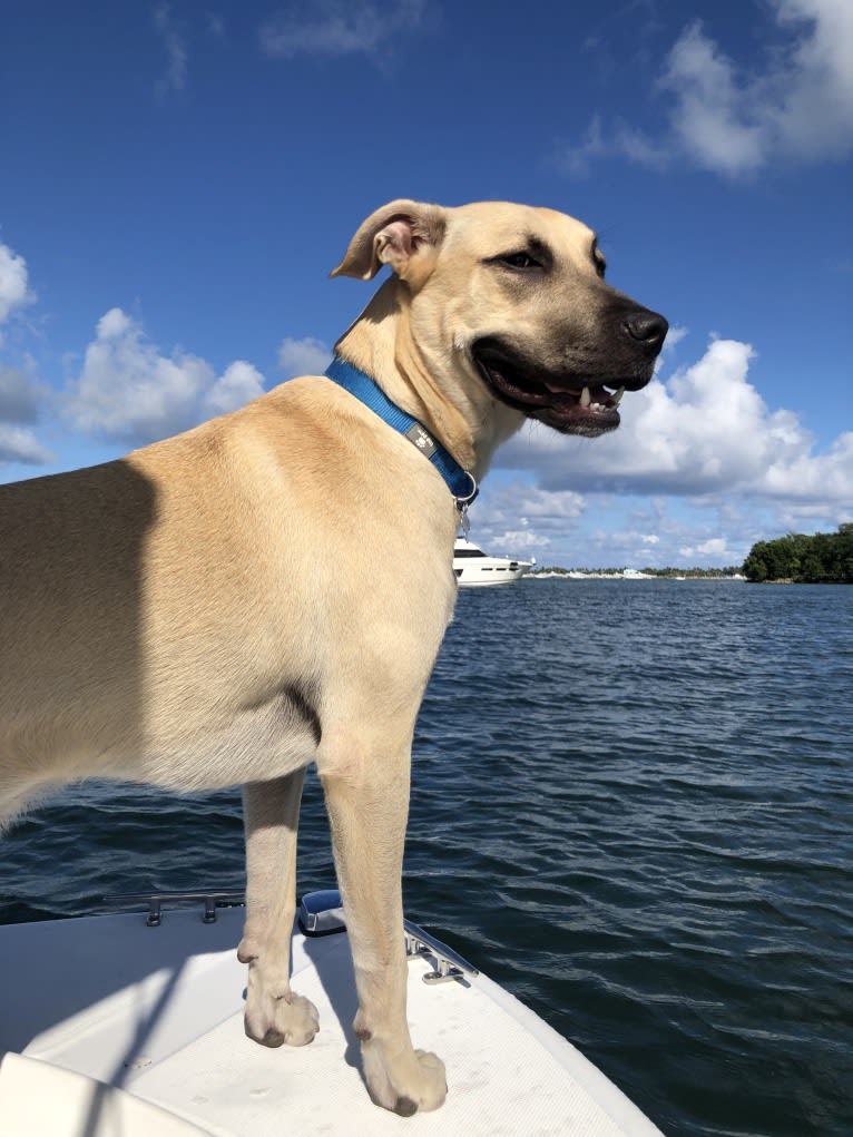 Milo, an American Pit Bull Terrier and Labrador Retriever mix tested with EmbarkVet.com