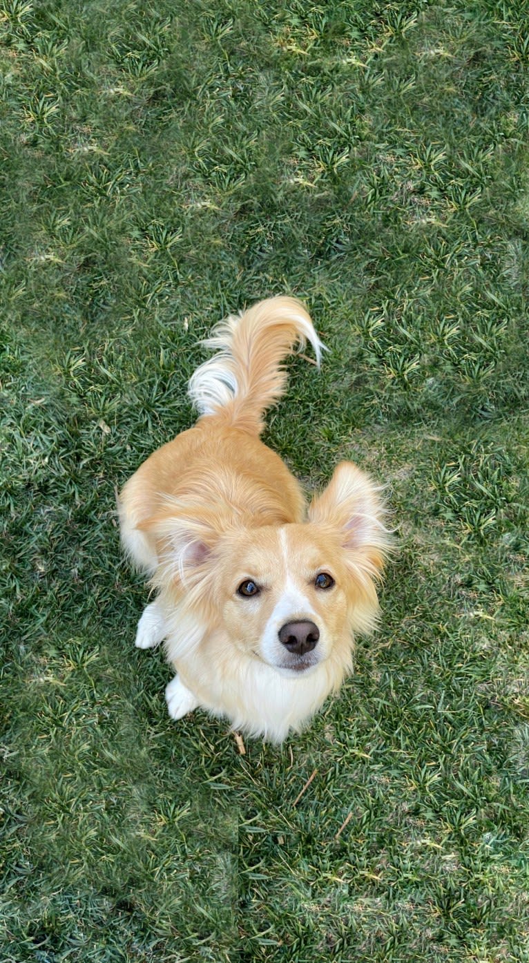 Louie, a Chihuahua and Pomeranian mix tested with EmbarkVet.com