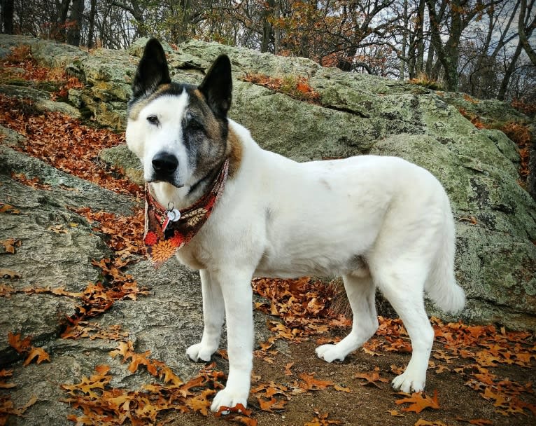 Davinci, an Akita tested with EmbarkVet.com