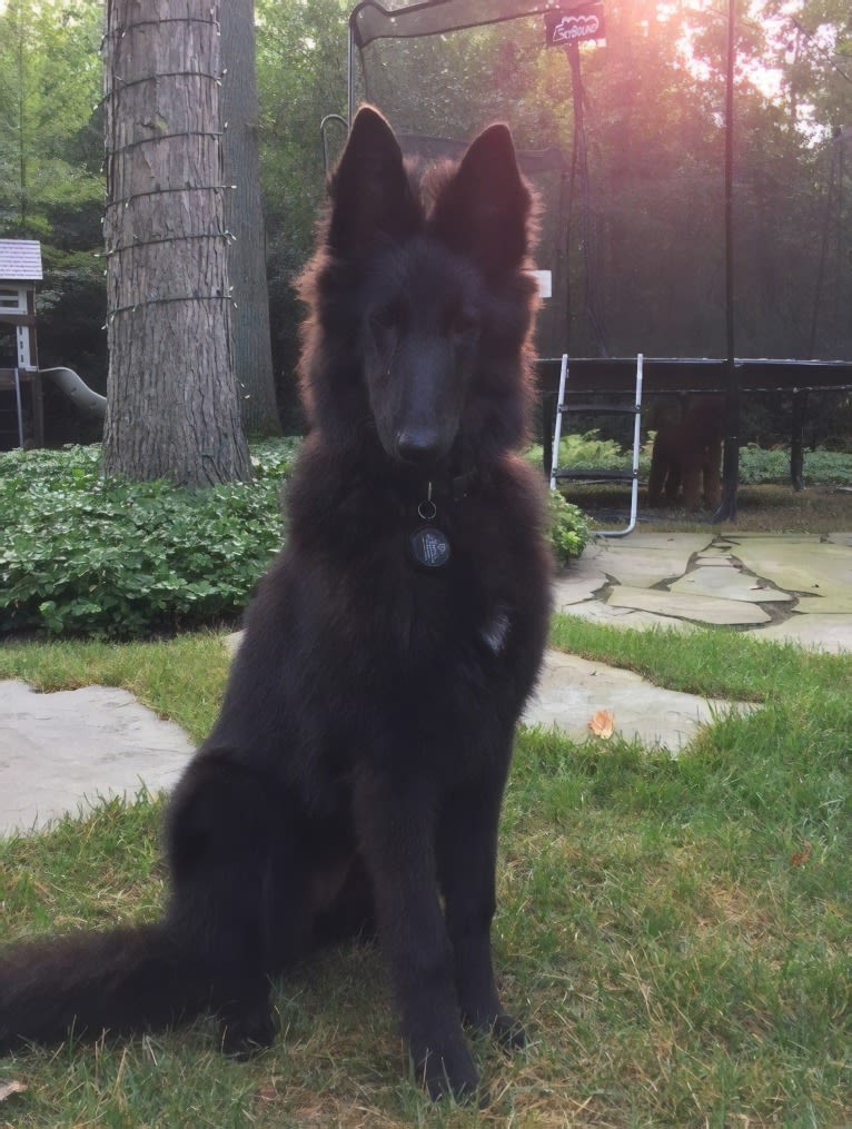 Layla, a Belgian Shepherd tested with EmbarkVet.com