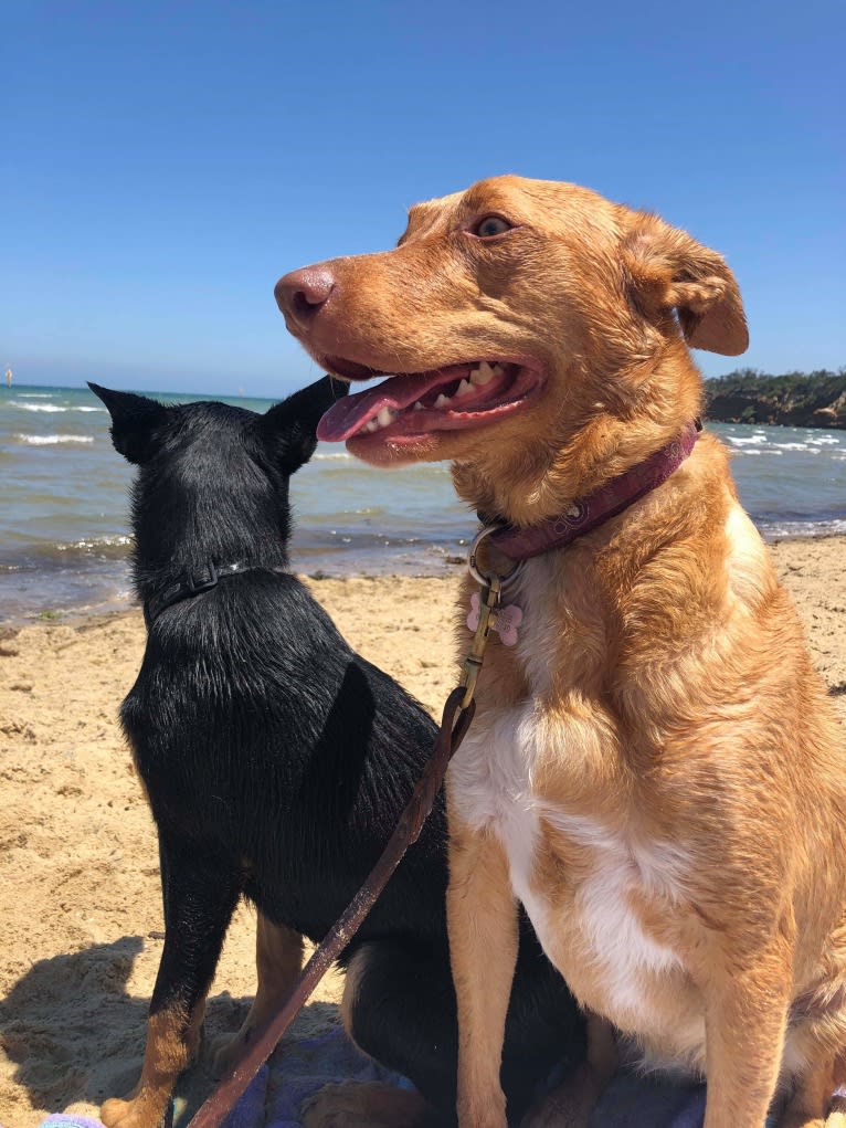 Lily, an Australian Kelpie tested with EmbarkVet.com