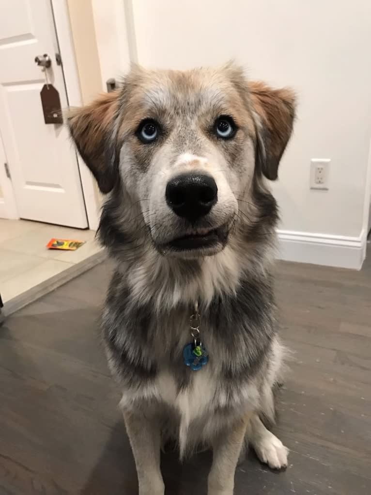 Tyson, a Golden Retriever and Siberian Husky mix tested with EmbarkVet.com