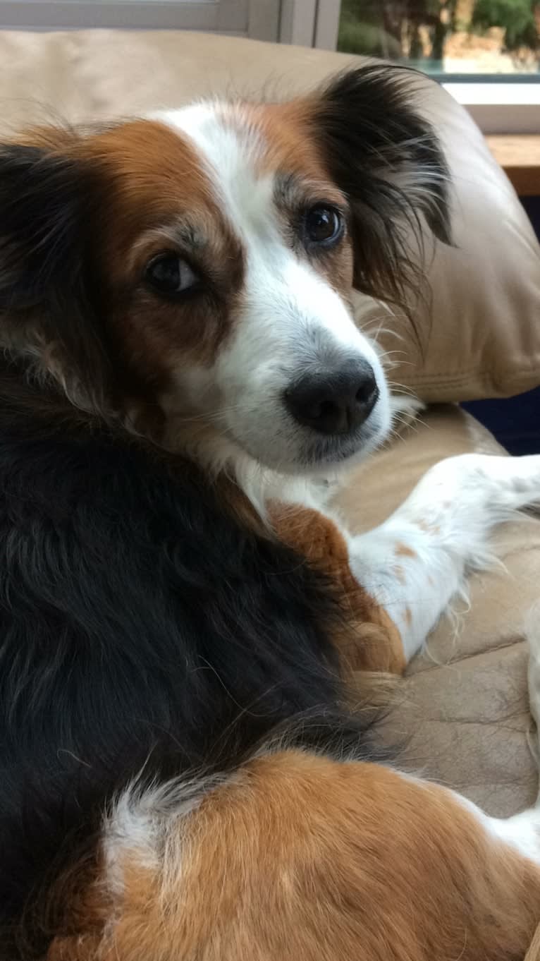 Turbo, an English Setter and Brittany mix tested with EmbarkVet.com