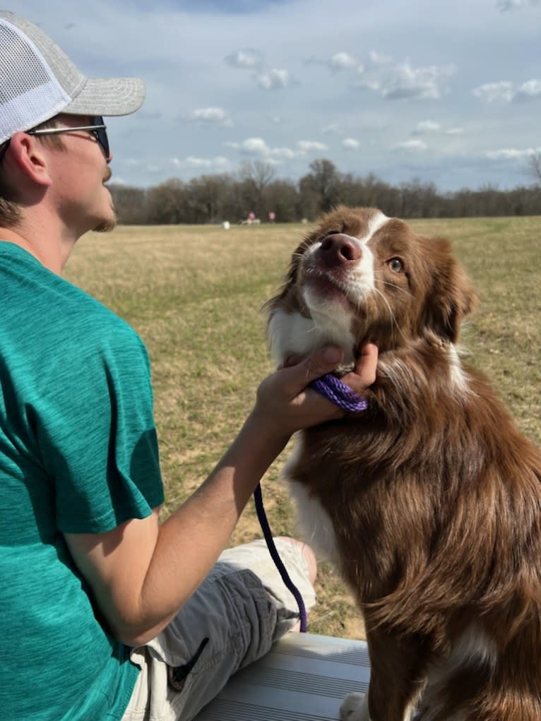 Flare, a Border Collie tested with EmbarkVet.com