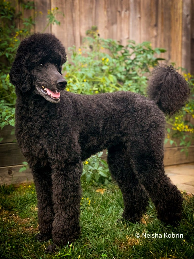 Symplee A New Hope, a Poodle (Standard) tested with EmbarkVet.com