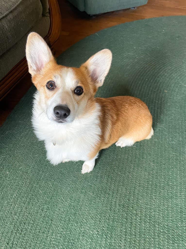 Kiko, a Pembroke Welsh Corgi tested with EmbarkVet.com