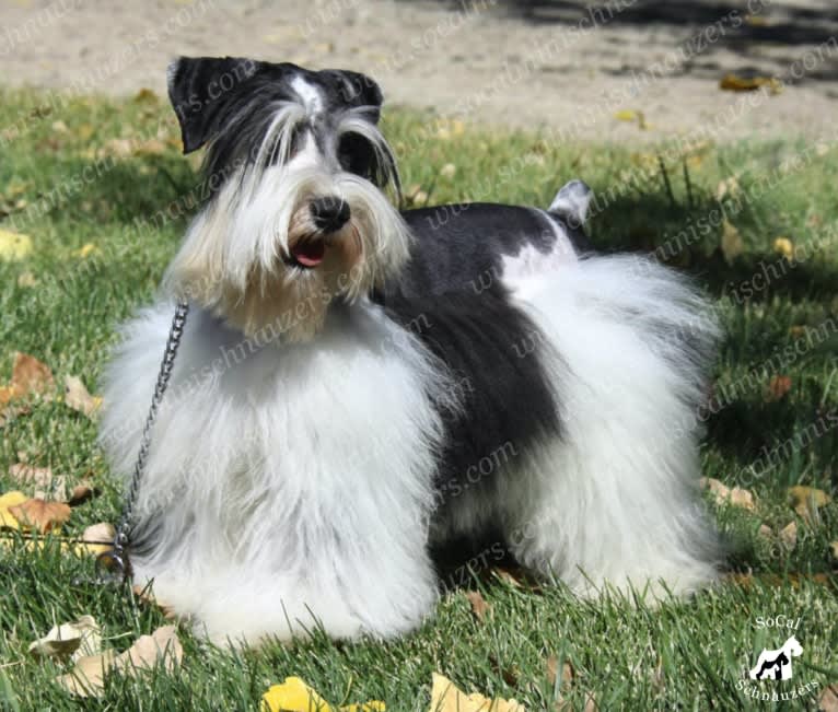 Monster, a Miniature Schnauzer tested with EmbarkVet.com